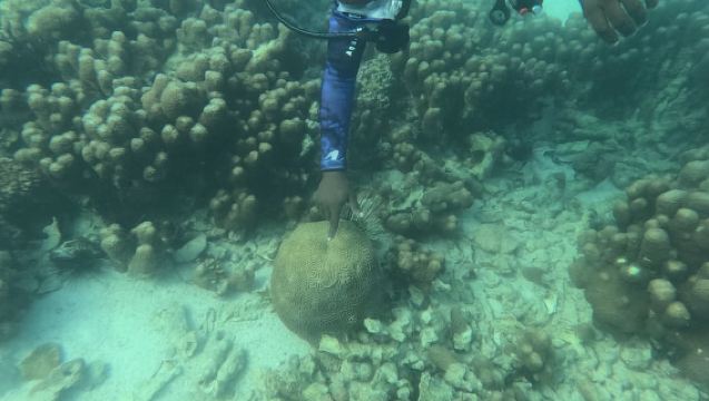 Sansibar: Halbtägige Gewürzfarm-Tour und klassische Riff-Tauchboot-Tour