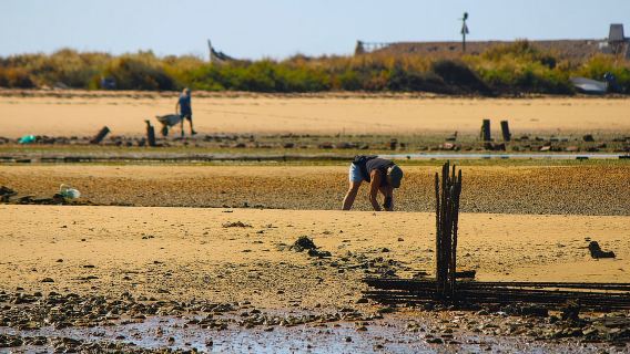 Faro: Ganztägige Bootstour zu den Ria-Formosa-Inseln in kleinen Gruppen