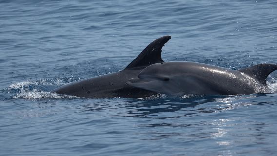 Costa Calma: Passeio de Barco para Observação de Golfinhos em Fuerteventura