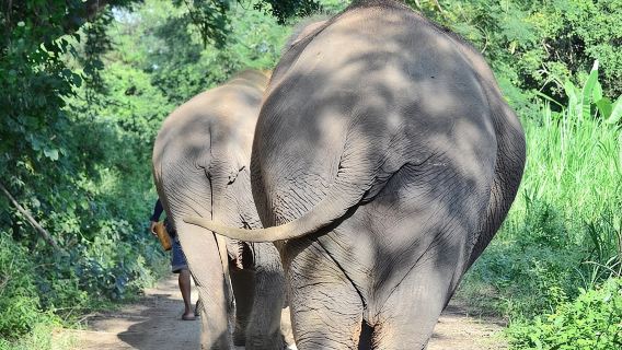Experience Elephant Sanctuary + Sticky Waterfall
