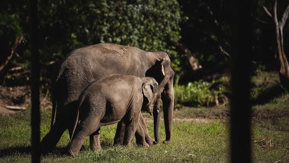 Elephant Jungle Sanctuary: โปรแกรมครึ่งวันเช้า