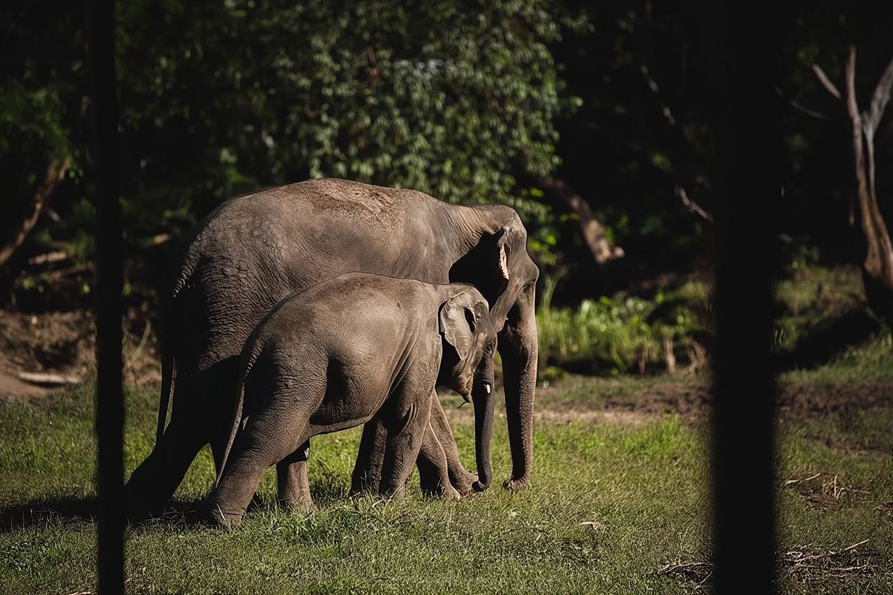 Elephant Jungle Sanctuary: โปรแกรมครึ่งวันเช้า
