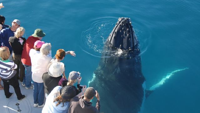 Туры по наблюдению за китами в заливе Херви
