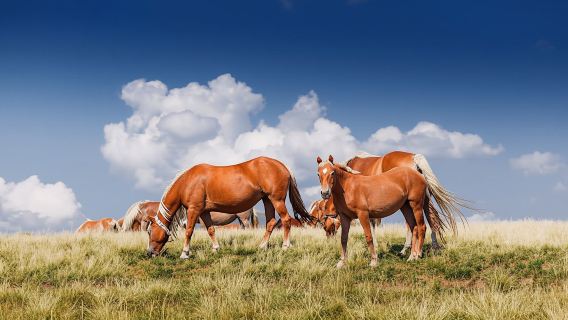 Private horse riding in Tetevan Balkan from Sofia