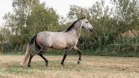Horseback Riding in Doñana National Park from Seville