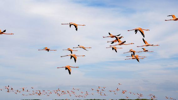 Boat tour in Río Lagartos Natural Reserve, with Food