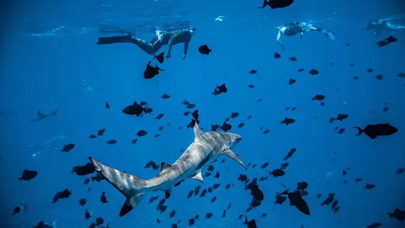 Crucero de día completo por la laguna de Bora Bora con snorkel entre tiburones y mantarrayas