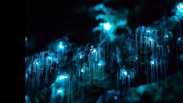 Senderismo en las Montañas Azules, Gusanos luminosos, Cueva, Vida Silvestre, Focos, Aventura Nocturna