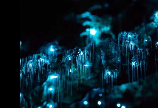 Blue Mountains Hiking Glow worms Cave Wildlife Spotlighting Night Adventure AUD 189.59
