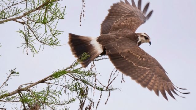 Attività privata di birdwatching di mezza giornata nella Florida centrale - massimo 2 persone