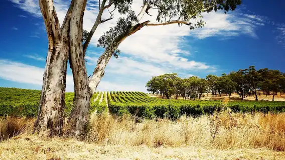澳洲雪梨獵人谷一日遊【酒莊品酒/含午餐/美酒美食之旅】