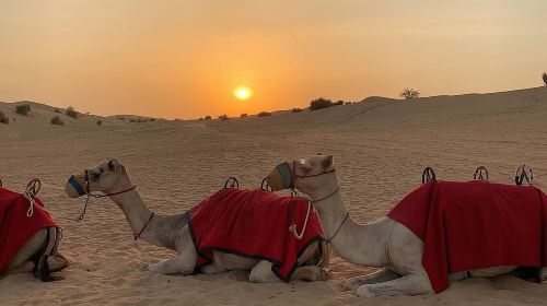 Arabian Night Safari with Camel Ride, Sandboard, BBQ & Live Shows Day Tours 1