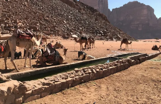 4小時吉普車之旅（早晨或日落）－ 瓦迪拉姆沙漠特色