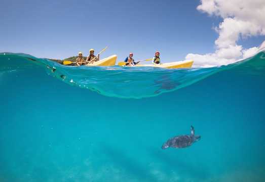 Kayaking with Dolphins in Byron Bay Guided Tour