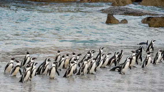 เคปทาวน์: ตั๋วเข้าชมแหลมกู๊ดโฮปและอาณานิคมเพนกวิน