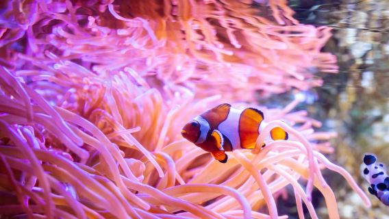 Il biglietto per l'Acquario della Florida