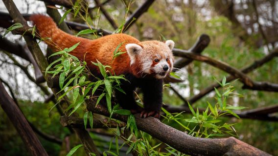 Mechelen: Planckendael ZOO Entry Ticket