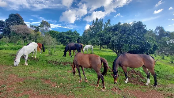 Kigali: Percorso a cavallo sul Monte Kigali