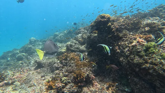 Tur Snorkeling Pulau Cano dari Uvita