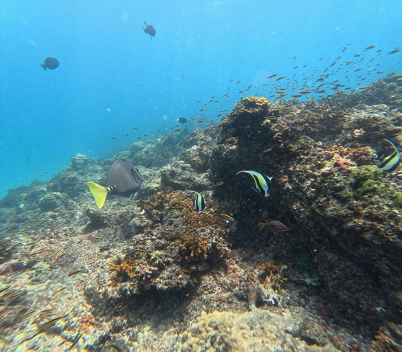Cano Island Snorkeling Tour from Uvita