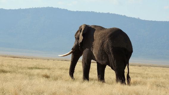 Tarangire Ngorongoro, safari Manyara de 3 jours au départ de Zanzibar