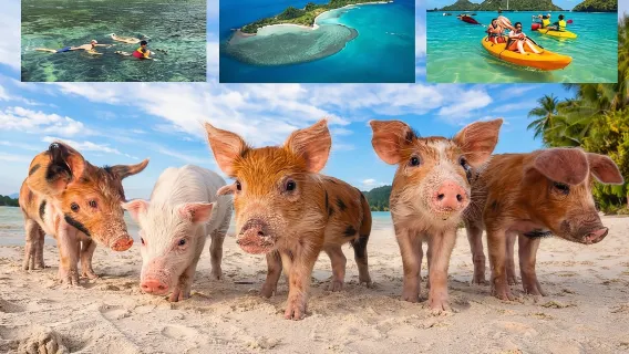 Featured tour with 44 reviews: Pig Island Experience By Speed Boat, Snorkeling, Kayaking Relaxing on the Beach