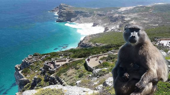 Full Day Cape Peninsula Tour in Private Car 