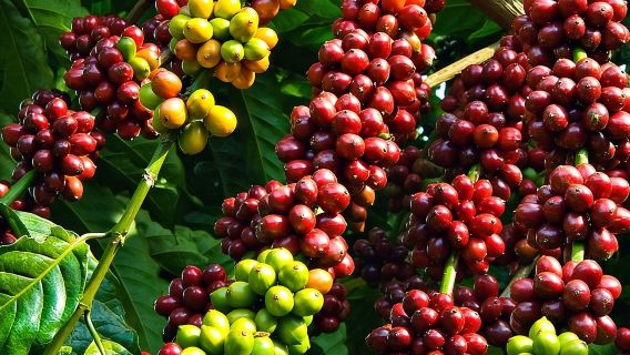 Full Day Private Tour To Da Lat From Nha Trang