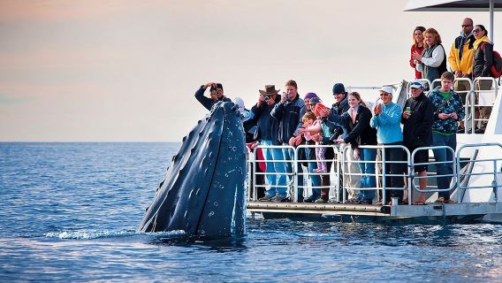 Observation des baleines en bateau au départ d'Hermanus