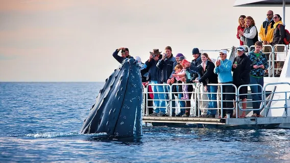 Boat Based Whale Watching from Hermanus