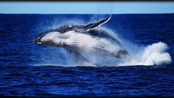 Lazy Cat Travel ชมปลาวาฬที่บริสเบน ประเทศออสเตรเลีย (รวมอาหารกลางวัน มีบริการรับส่งจากโรงแรมในเมือง)