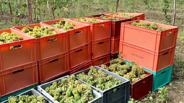 Picnic in the Vines - A Unique Loire Wine Experience