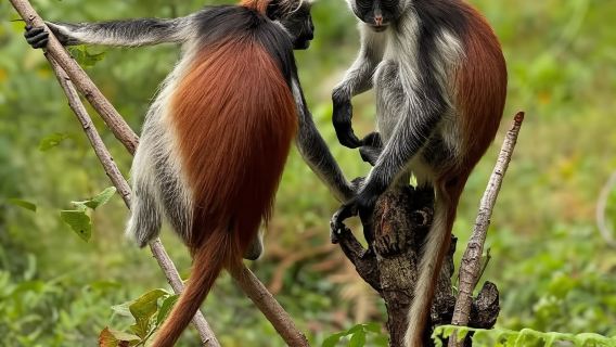 Zanzibar: Jozani Forest, Kuza Cave, The Rock & Mtende beach
