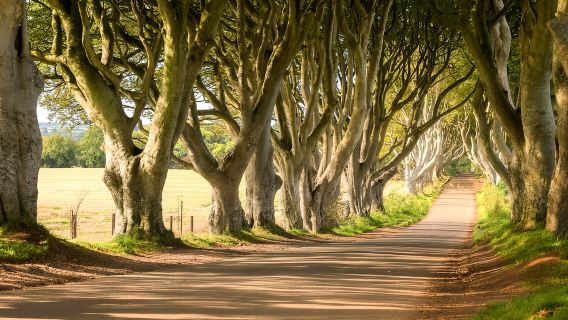 Từ Dublin: Giant's Causeway & Belfast Titanic kèm vé