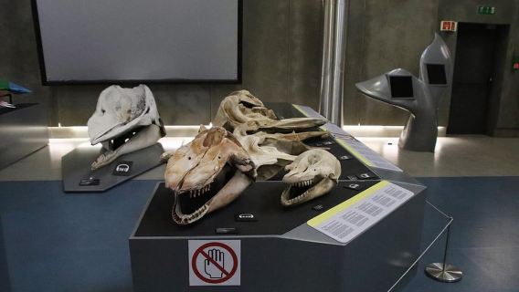 Caniçal: entrada al Museo de las Ballenas de Madeira