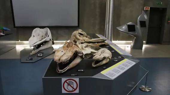 Caniçal : Madeira Whale Museum Entry ticket