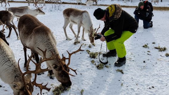 Rovaniemi: Private reindeer farm visit & culture experience