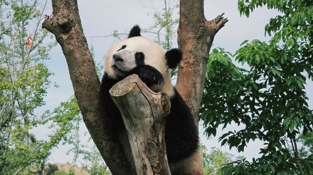 6人小團◆武侯祠/杜甫草堂/熊貓基地一日遊◆門票+上門接送