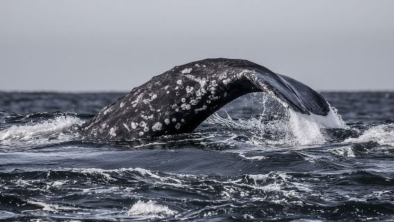 3-Hour Whale Watching Tour from Monterey