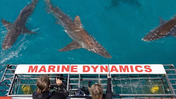 Shark Cage Diving and Viewing with transport from Hermanus