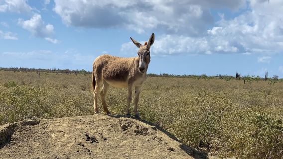 Donkey Sanctuary Tour with a Local Guide