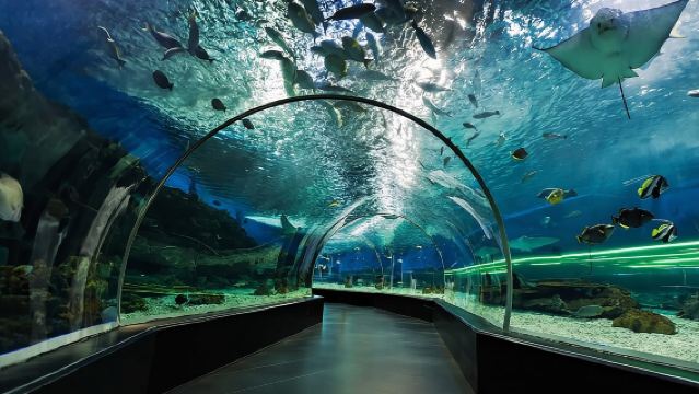 Pass régulier pour l'aquarium et le zoo sous-marin de Dubaï