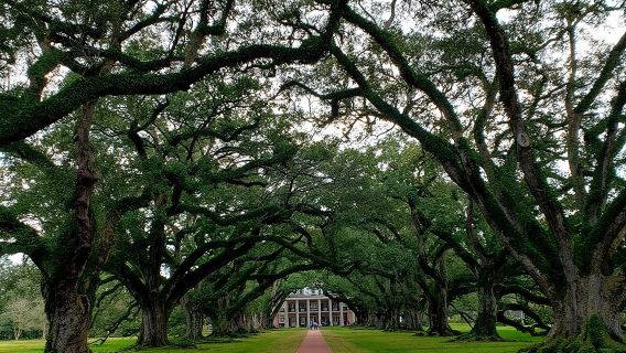 Oak Alley or Laura Plantation Tour from New Orleans