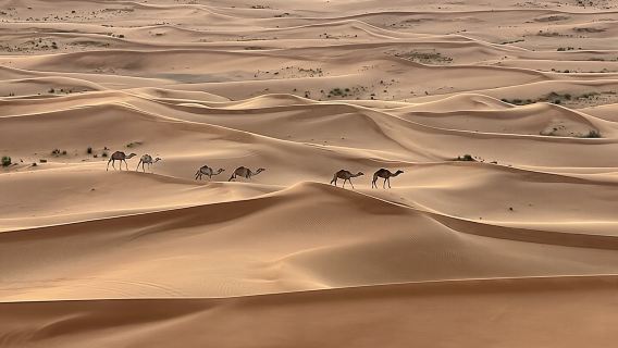 ドバイ レッド デザート サファリ(プライベート 4x4、サンド ボーディング、ラクダ乗り 4 時間)