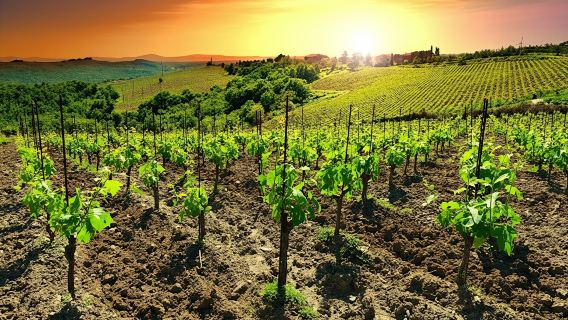 Chianti sunset excursion with wine tasting and optional dinner