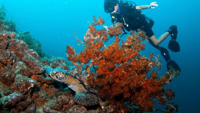 Частные подводные погружения с аквалангом в Пуэрто-Валларта