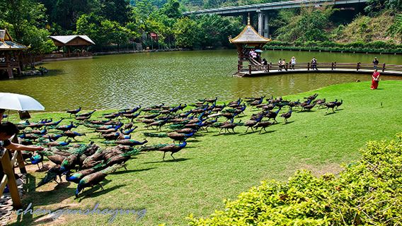 西雙版納野象谷+原始森林公園一日遊【專業導遊解說/匠心純玩】
