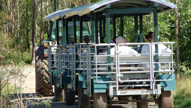 Whitsunday Crocodile Safari