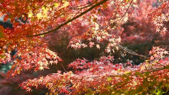 日本京都-瑠璃光院/三千院-貴船神社-嵐山-紅葉巡禮-紅葉季