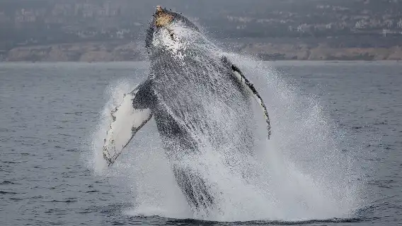 Luxury Whale Watching: Fewer People, Extra Speed, Expert Staff
